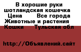 В хорошие руки шотландская кошечка › Цена ­ 7 - Все города Животные и растения » Кошки   . Тульская обл.